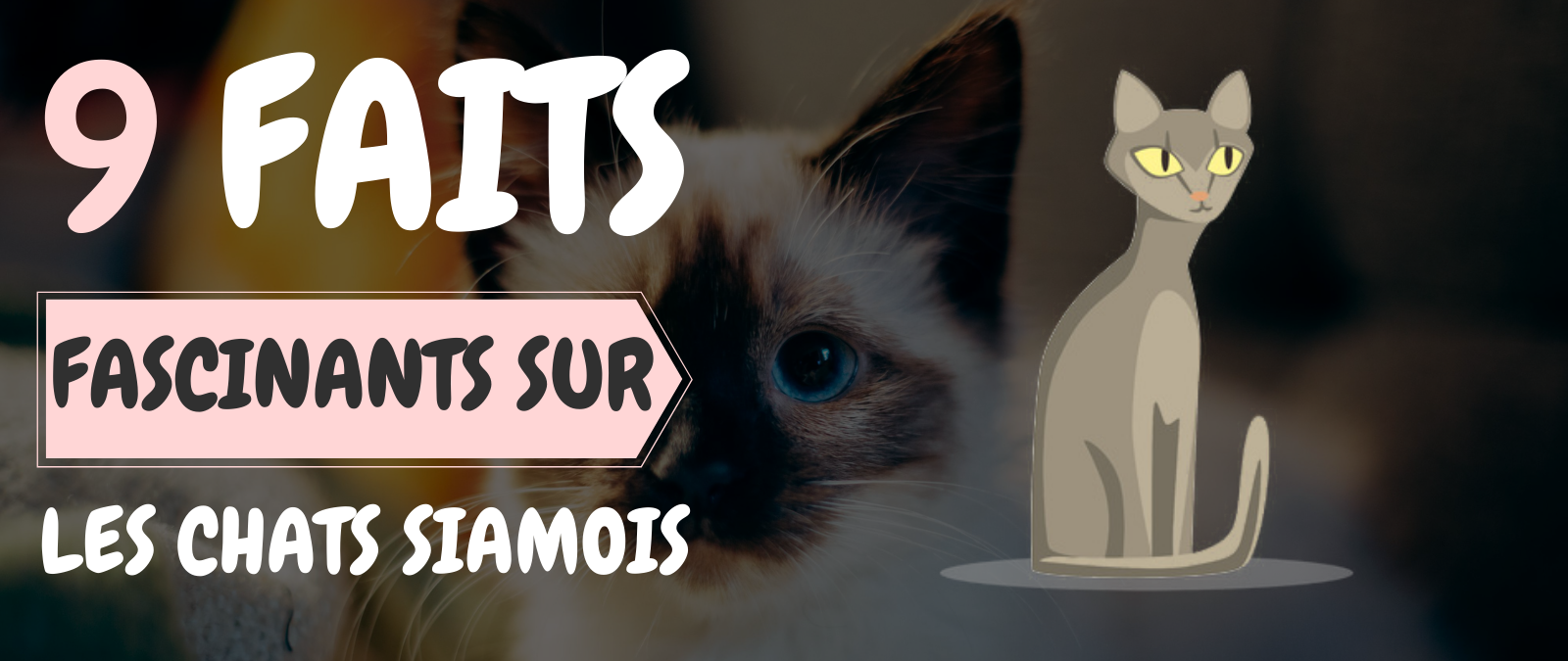 9 faits fascinants sur les chats siamois