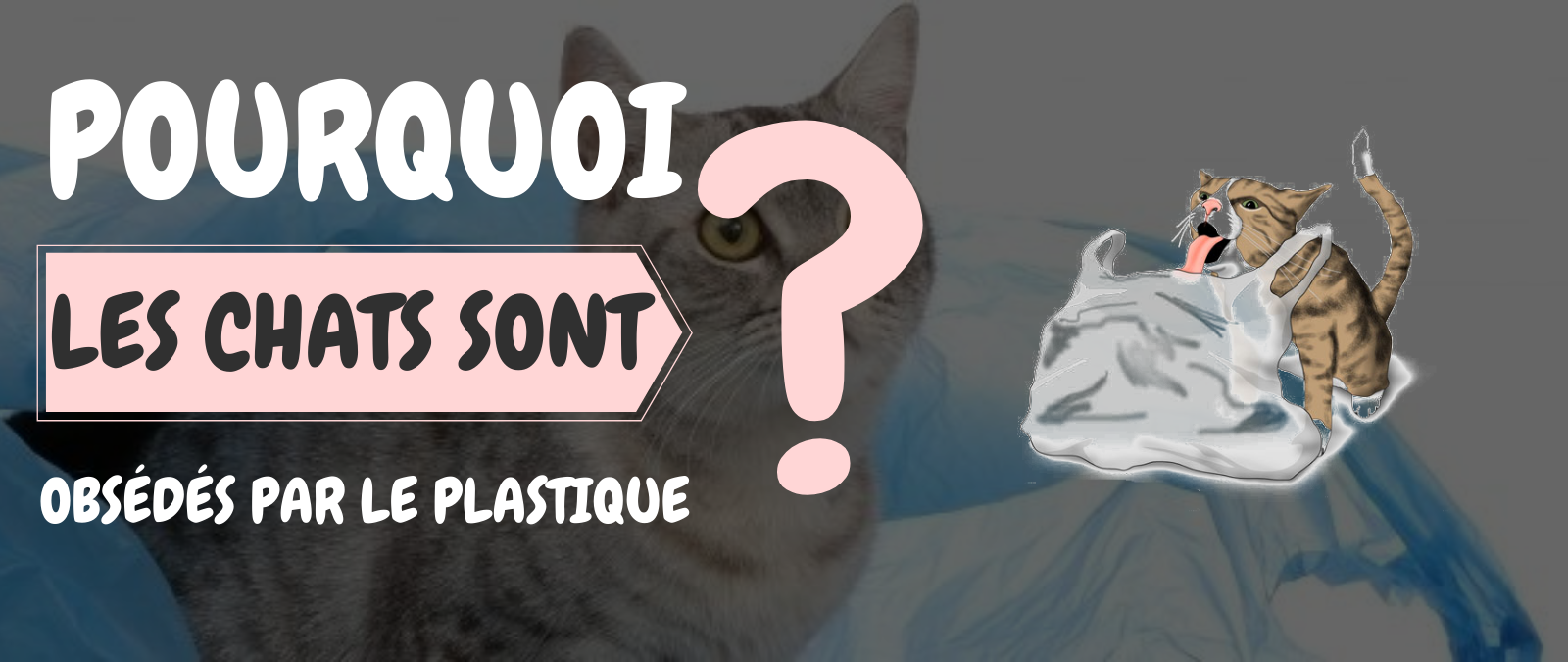 Pourquoi les chats sont obsédés par le plastique ?