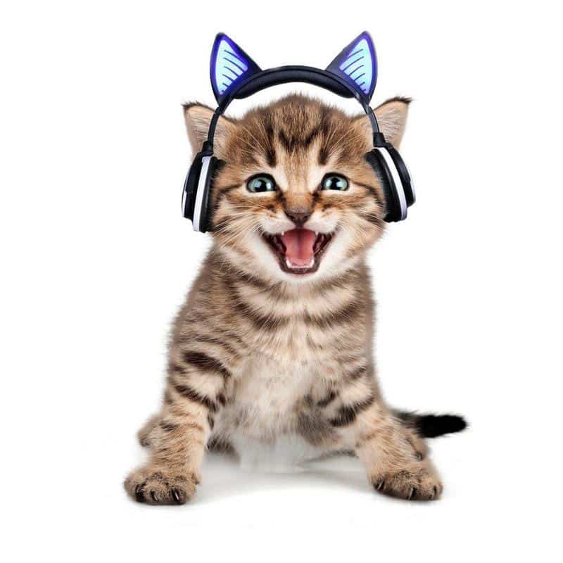 Casque Sans Fil Chat