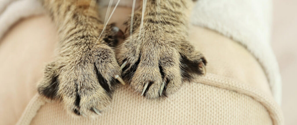 Chat marquage du territoire