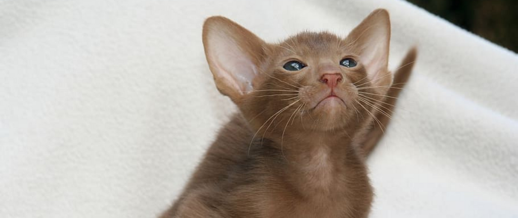 Tout sur le chat oriental à poils courts !