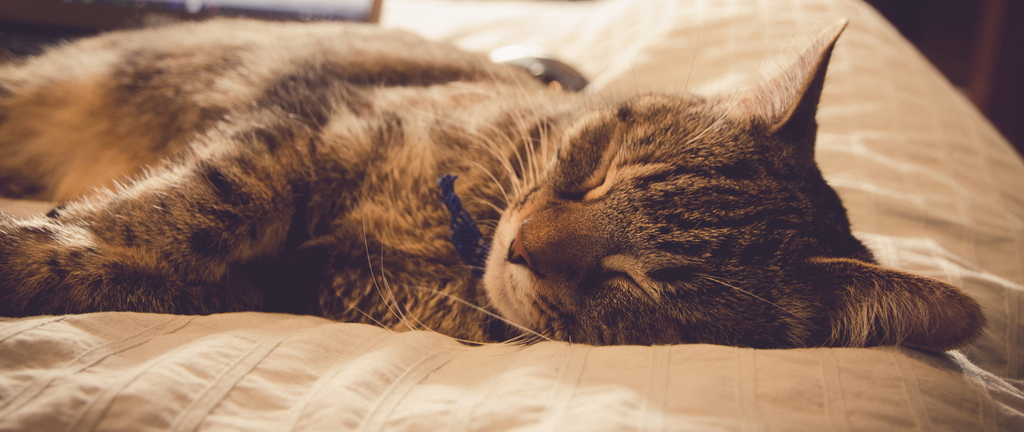 De combien de sommeil les chats ont-ils besoin ?