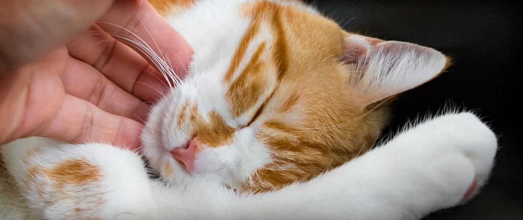 Pourquoi les Chats Ronronnent ?