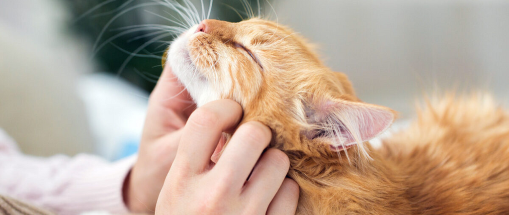 Chat ronronnement pourquoi ?