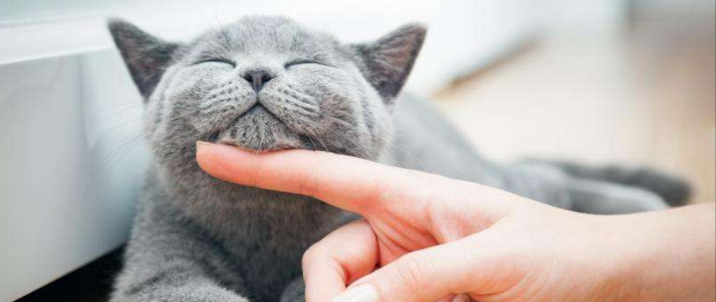 Comment pouvez-vous déterminer pourquoi votre chat ronronne ?