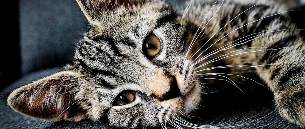 pourquoi les chats ont des moustaches