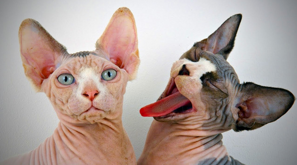 8 Faits sur les Chats Sphynx