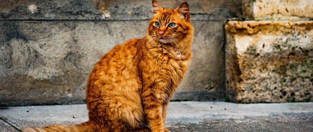 Combien de Temps Vie un Chat ?