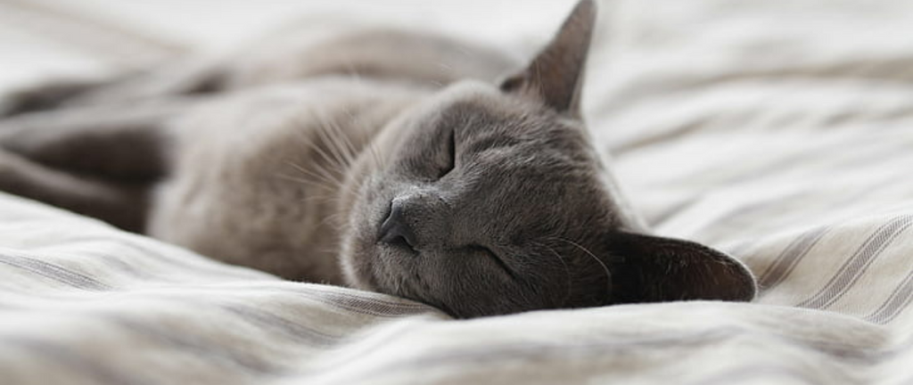 Pourquoi mon chat ne veut pas dormir avec moi ?