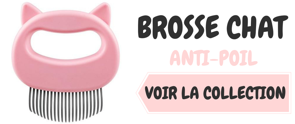 8 Faits sur les chats des forêts norvégiennes