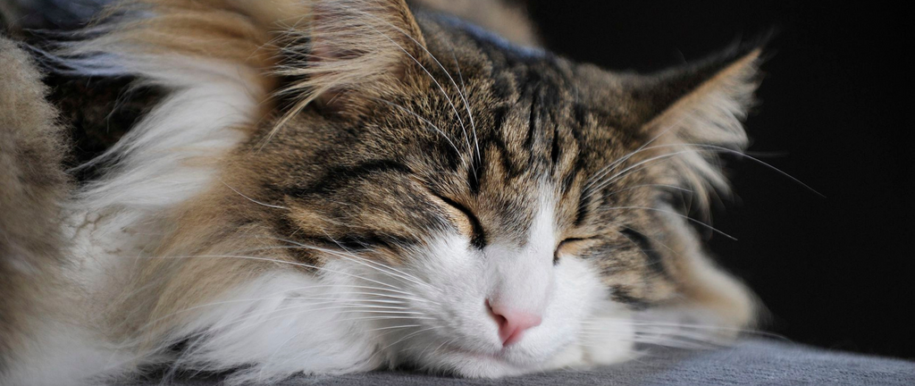 chat foret norvegienne