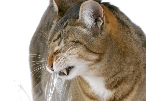 chat qui mange du plastique
