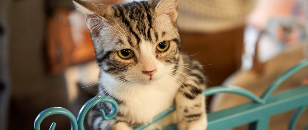 Pourquoi mon chat me miaule dessus ?