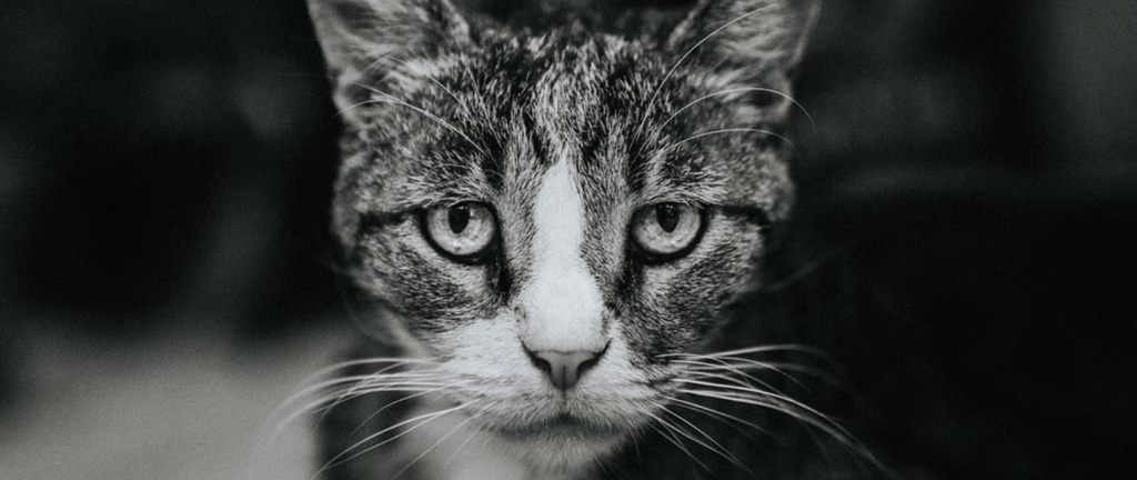 Mythes et fausses idées sur les chats sauvages