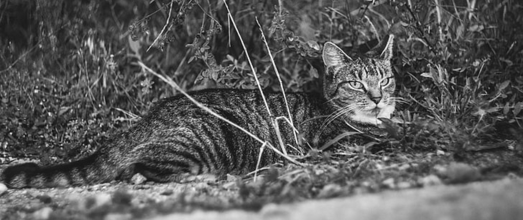 Les dangers que peuvent représenter un chat